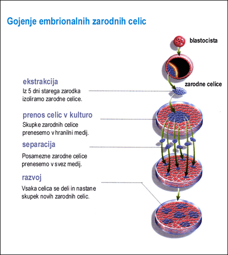 embrijo2