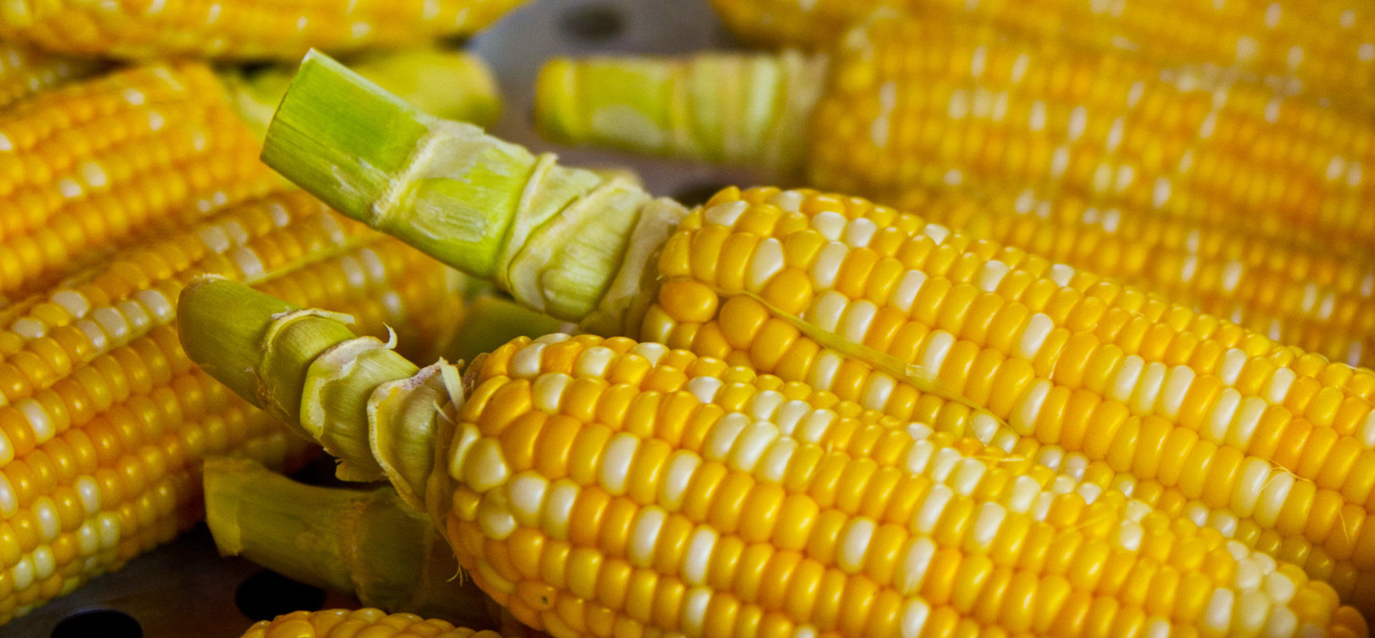 Сладость кукурузу. Кукуруза Шеба f1. Кукуруза сахарный початок. Початки кукурузы древних сортов. Диплодиоз кукурузы.