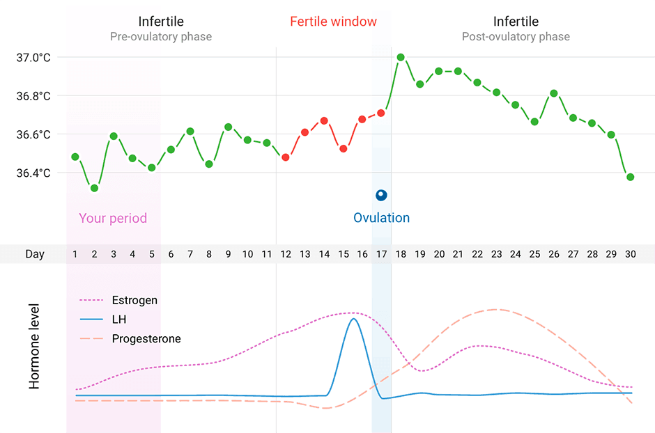 ovulacija-graf